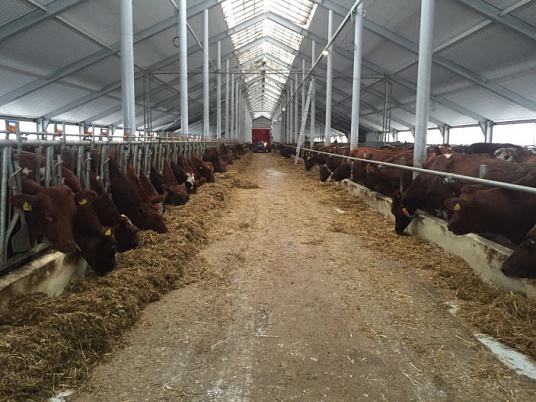 Строительство животноводческой фермы на 860 дойных коров