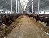 Строительство животноводческой фермы на 860 дойных коров